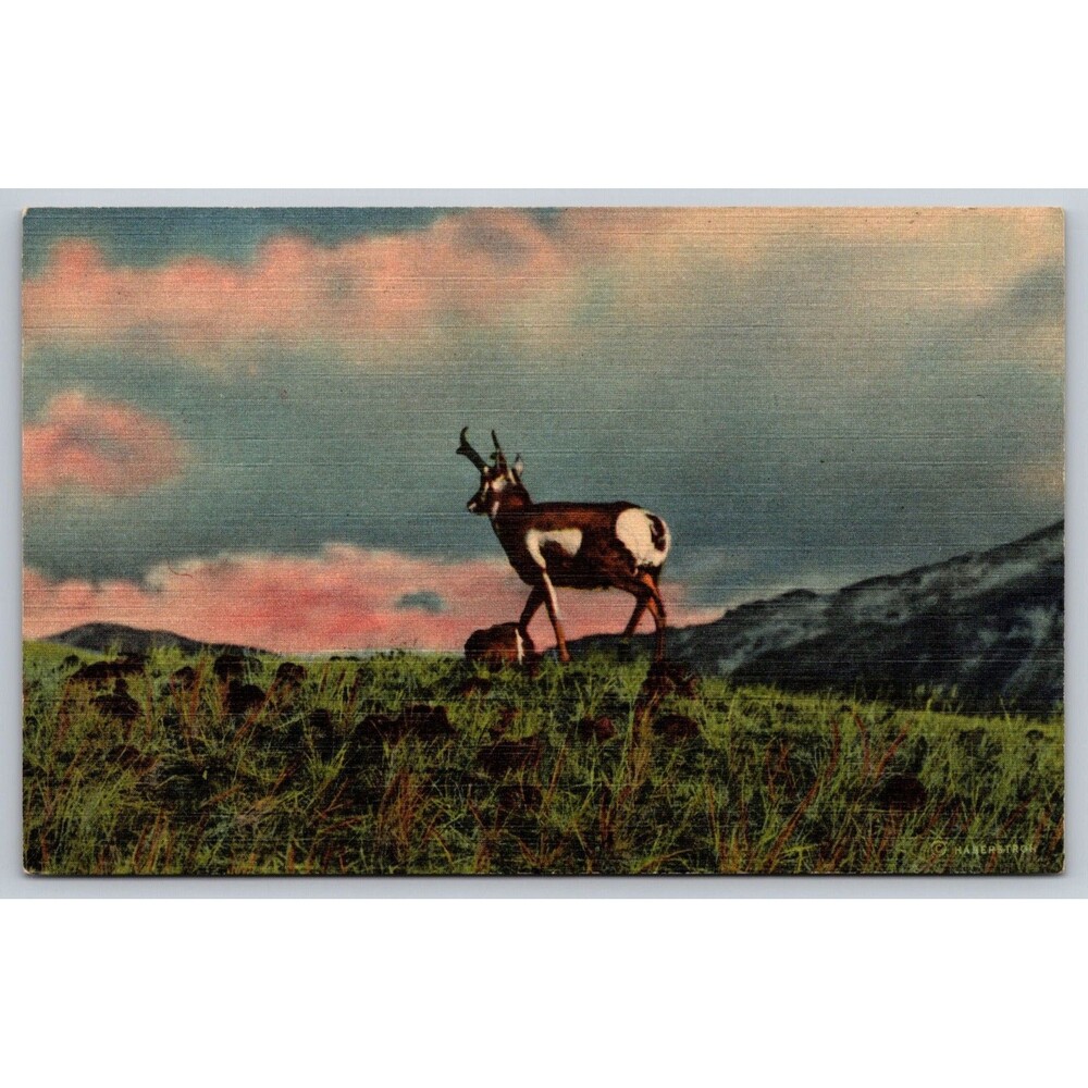 Vintage 1937 Linen Postcard Antelope Swiftest Creature of the Plains Denver CO